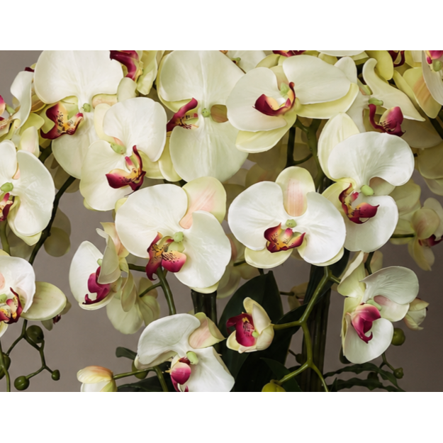 Prabangioji orchidėjų kompozicija aukso dubenyje